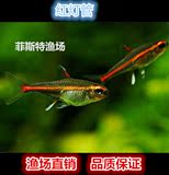 红灯管鱼 玻璃霓虹灯鱼 彩虹鱼 小型灯科鱼 热带鱼观赏鱼1.8元2条