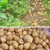 农家自种 绿色有机蔬菜 新鲜 非转基因 土豆马铃薯洋芋