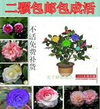 （2棵包邮）赛蔷薇促销室内庭院植物茶花树小苗3年苗花卉盆栽年宵