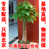 单干独杆单杆发财王发财树大型盆栽绿植物办公室内开业送礼北京
