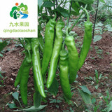 农产品 新鲜蔬菜农家当地尖椒青岛同城配送500g8元 绿色蔬菜 优质