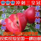果树苗  苹果树苗包邮 红肉苹果苗 地栽南方种植 苹果苗北方种植
