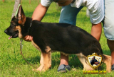纯种血统赛级德国牧羊犬幼犬 出售锤系德牧幼犬宠物狗 黑背犬包邮