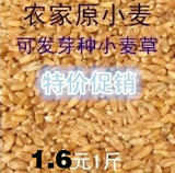 特价新鲜农家自种小麦粒草种子新鲜小麦 五谷杂粮有机带皮小麦