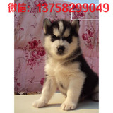 出售家养纯种宠物狗哈士奇幼犬/双蓝眼三火西伯利亚雪橇犬11