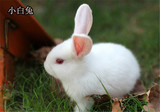 迷你兔宠物兔子活体  小白兔活体家兔成长肉兔  两只全国包邮