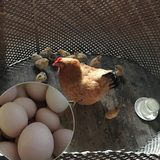 老农家放养土鸡蛋杂粮散养野鸡蛋新鲜土鸡蛋农家草鸡蛋本鸡蛋
