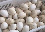 鹅种蛋 可孵化受精种鹅蛋10枚起包邮杂家白鹅蛋量大批发破损包赔