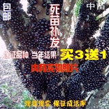 正宗台湾 嘉宝果树苗 树葡萄嘉宝果果苗盆栽 果树苗当年结果