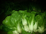 南京矮脚黄青菜农家自种新鲜有机青菜实物拍绿色蔬菜小青菜