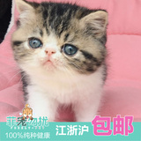 菲宠勿扰出售宠物异短加菲猫活体幼猫虎斑纯种加菲异国短毛猫1