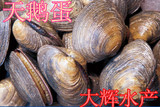 大辉水产，鲜活天鹅蛋贝，鲜活海鲜，刺身料理，2-4个/斤，500克