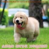 北京出售纯种金毛幼犬宠物狗狗赛级美系金毛犬巡回犬送货上门39