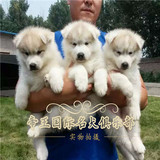 家养幼犬宠物狗狗哈士奇幼犬出售纯种哈士奇犬狗狗雪橇哈士奇犬