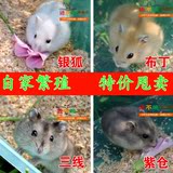 促销 宠物银狐布丁仓鼠宝宝活体三线紫仓 全国发货包风险