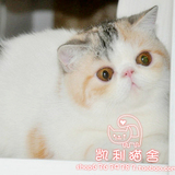 【凯利猫】CFA注册异国短毛猫 纯种加菲猫宠物 银三花梵文妹妹