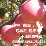 红肉苹果苗苹果树苗嫁接苗红富士南方北方种植盆栽地栽批发水果树