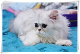 【cici的喵趣】加菲立耳高地！上海超低价银渐层金吉拉幼猫宠物