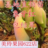 特价果树苗红象牙芒果苗红象牙芒果树 芒果树苗 盆栽苗