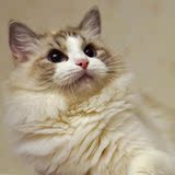 CFA注册 海豹山猫双色 布偶猫种猫展示