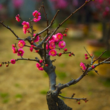 年终特价梅花树苗乌梅( 朱砂梅) 室内盆栽红梅树桩盆景