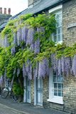九尺藤日本多花紫藤，15年春根接苗花最长1.2米世界花序最长植物