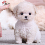 凌空犬业韩国纯种浅奶油色泰迪贵宾宠物狗狗茶杯幼犬活体出售N855