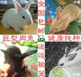 自家繁殖 迷你宠物动物活体兔子纯种小白兔巨型肉兔宝宝 包邮免邮