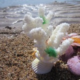 白珊瑚礁石摆件创意家居饰品新奇礼品海螺贝壳海星工艺品批发