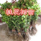 桂花树苗 金桂丹桂八月桂沉香状元红桂四季桂银桂 桂花小苗桂花苗