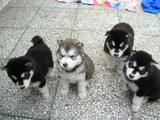 重庆宠物狗出售 销售纯种黑色十字脸阿拉斯加雪橇犬/支持支付宝Fn