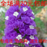 花之语 紫色勿忘我种子 情人草 星辰花 盆栽阳台花卉种子 30粒