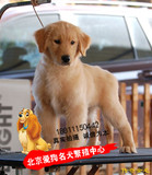 金毛犬宠物幼犬出售赛级纯种导盲犬巡回犬活体长毛狗狗送货上门