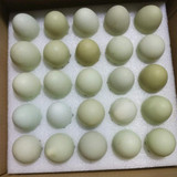 25枚正宗农家自养散养新鲜土鸡蛋绿壳蛋乌鸡蛋纯天然有机月子宝宝