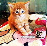 【Monday宠物屋】CFA/WCF双注册猫舍 纯种缅因猫宠物幼猫出售成都