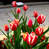 荷兰进口郁金香种球 盆栽室内花卉庭院办公桌 土培水培 当年开花