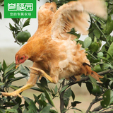 【誉福园】农家橘林散养双莲鸡2只 正宗土鸡老母鸡草鸡 包顺丰
