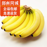 【郑州同城】海南香蕉3斤  新鲜水果