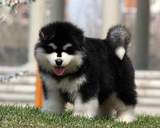 成都出售阿拉斯加幼犬 纯种阿拉斯加雪橇犬巨型阿拉斯加宠物狗725