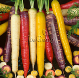 胡萝卜种子 Carrot 简单好种 家庭阳台盆栽 蔬菜种子 易种特菜菜
