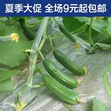 高产水果黄瓜种子 荷兰小黄瓜 阳台盆栽四季菜籽蔬菜种子20粒