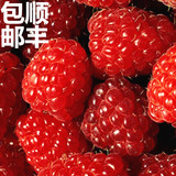 红树莓覆盆子1斤 新鲜速冻冷冻整粒水果 东北野生托捧 顺丰包邮