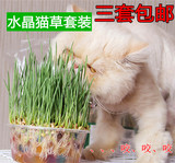 水晶猫草种植套装 猫草种子 送猫薄荷去毛球猫咪零食吐毛球助消化