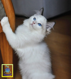 布偶猫CFA登录注册幼猫海豹双色山猫双母猫咪SOLD