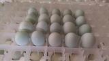 绿壳鸡种蛋 五黑一绿受精种蛋  绿壳蛋鸡受精蛋 乌鸡蛋 满50包邮