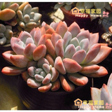 幸福家园多肉植物 奥普琳娜 韩国进口皮实好养盆栽花卉净化空气