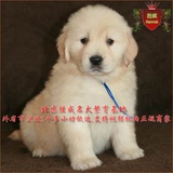 全国出售纯种宠物狗狗金毛幼犬可视频挑选北京地区可送货自提04