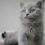 蓝猫 英国短毛猫 英短蓝猫  宠物猫 短毛猫 幼猫 活体 支持花呗