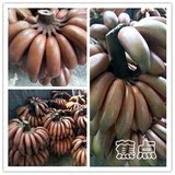 【蕉点+周年庆】新鲜水果土楼红皮香蕉  4斤包邮果园直销  玫瑰蕉