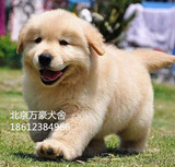 高品质双血统金毛犬巡回猎犬幼犬狗狗出售北京周边可上门挑选